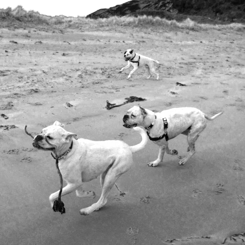 Rescuing and rehoming boxers